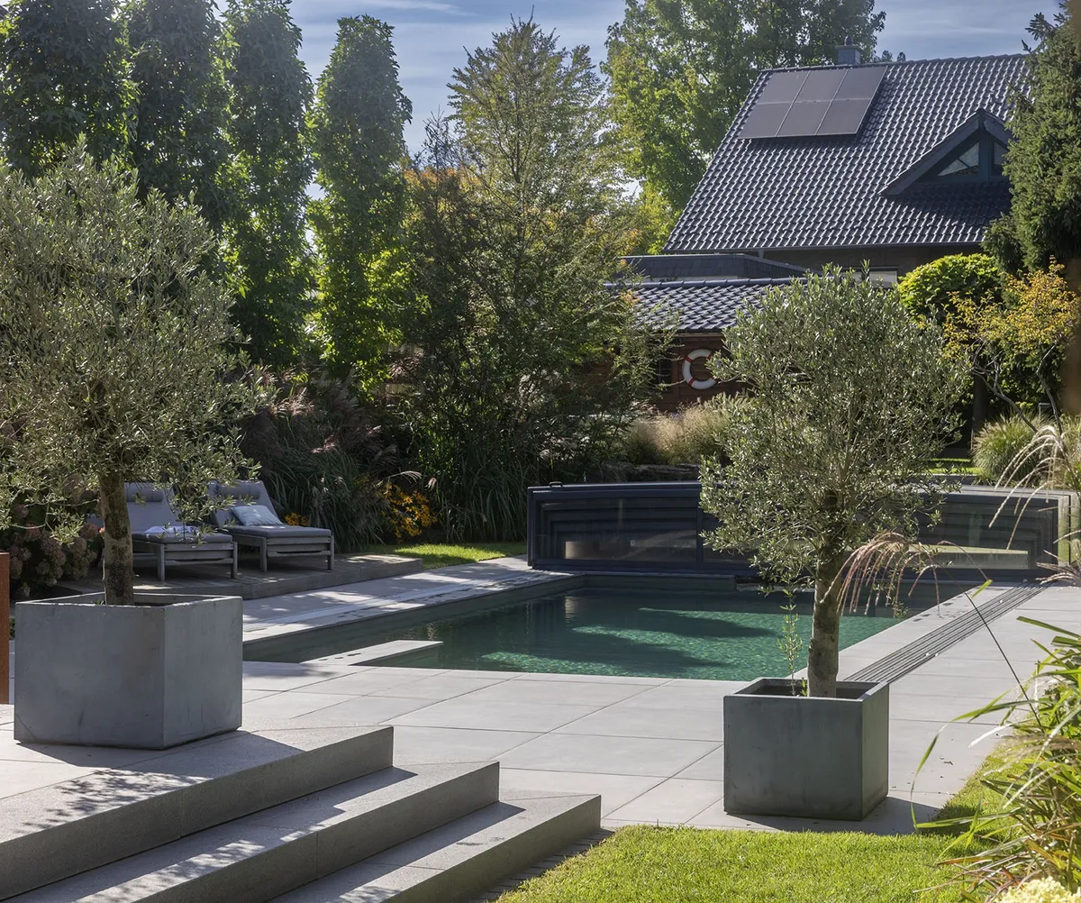 Terrasse mit Stufen aus großformatigen Platten, zwei Olivenbäume in Betonkübeln, dahinter der Pool mit Abdeckung und Liegen