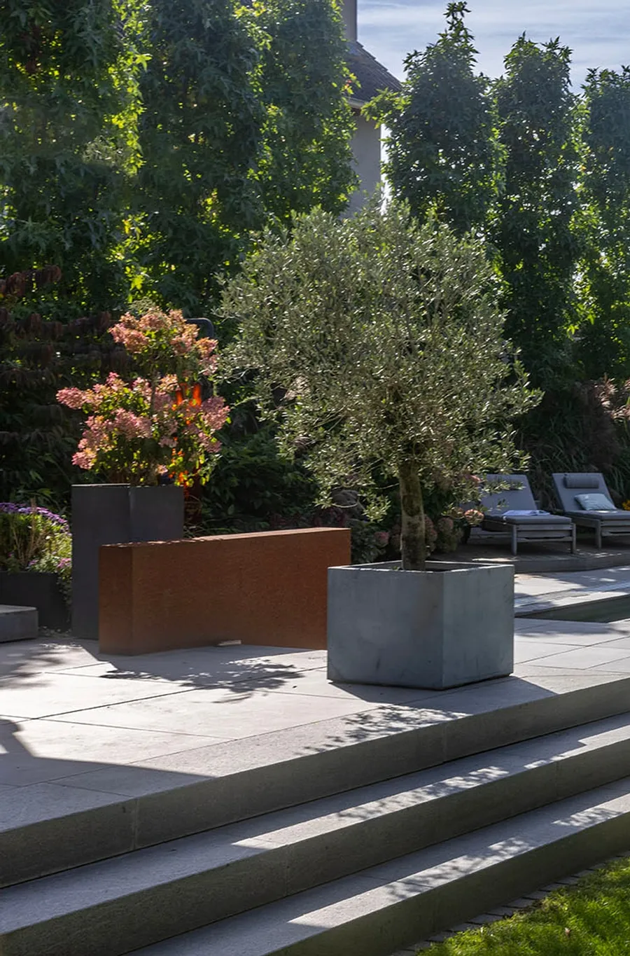 Terrasse mit breiten Stufen aus hellen Platten, eine niedrige Cortenstahlwand, Hortensien im dunklen Kübel, Olivenbaum im Betonkübel, dahinter Liegen und Säulenbäume